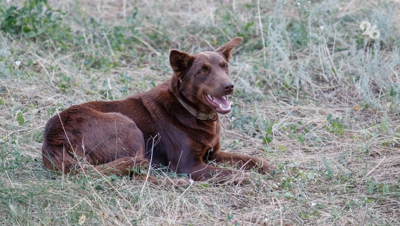      Фото: ИА «Победа26»