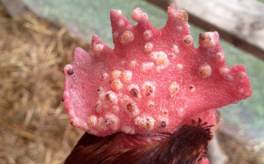 Проявление оспы на гребне.