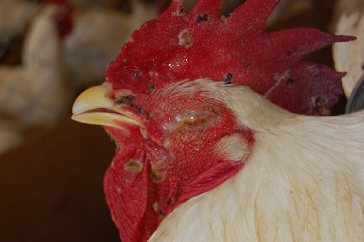 Состояние птицы зараженной оспой.