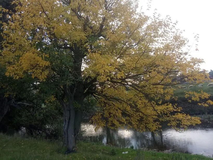     © "Интерфакс". Назир Евлоев