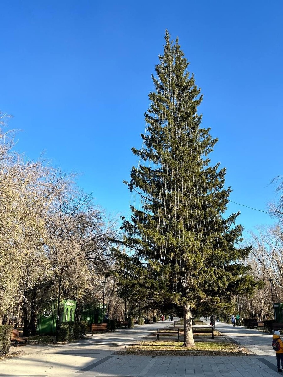    Ель в парке "Изумрудный". Источник: t.me/brn22official