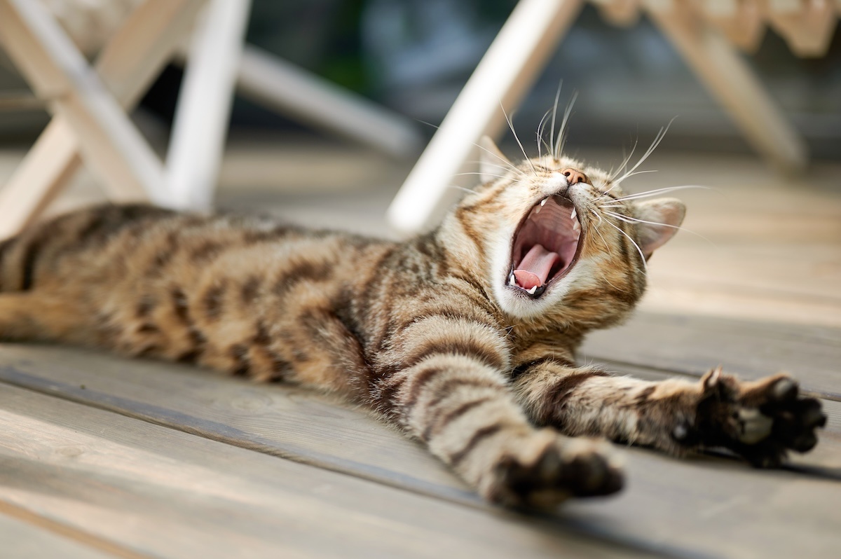    Фото: Aleksandr Khmeliov / Shutterstock.com