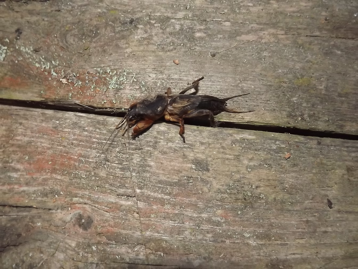 Медведка, 20 сентября 2025