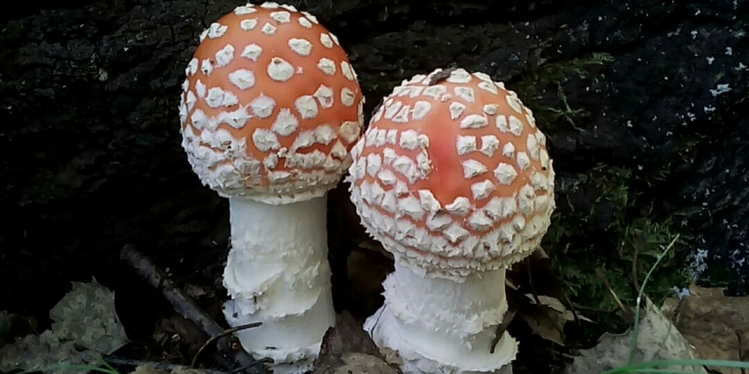 Однажды я насобирал в лесу красивые красные грибы и пожарил картошку с грибами