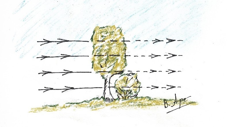 Движение ветра при проходе через двухярусные посадки. Лестничный метод из больших деревьев и кустов дает ослабление силы ветра и разрежение потока за счет проход через кроны.