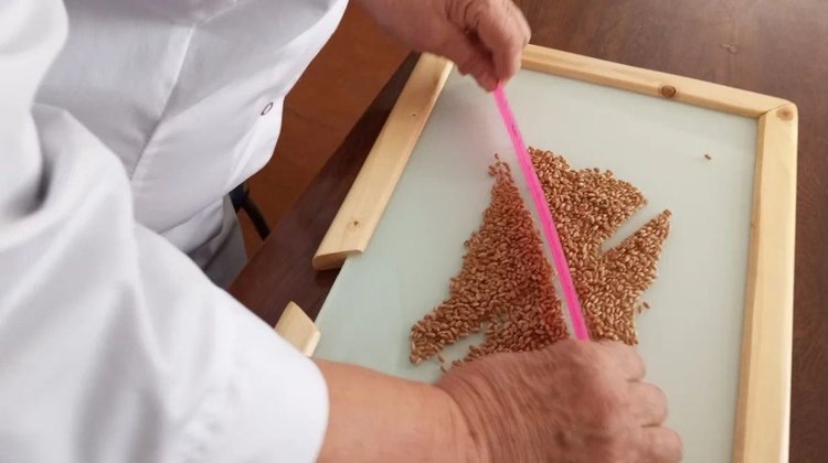    Фото: Служба по связям с общественностью филиала «Донецкий» Российского сельскохозяйственного центра