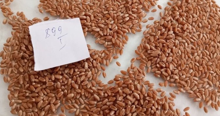    Фото: Служба по связям с общественностью филиала «Донецкий» Российского сельскохозяйственного центра