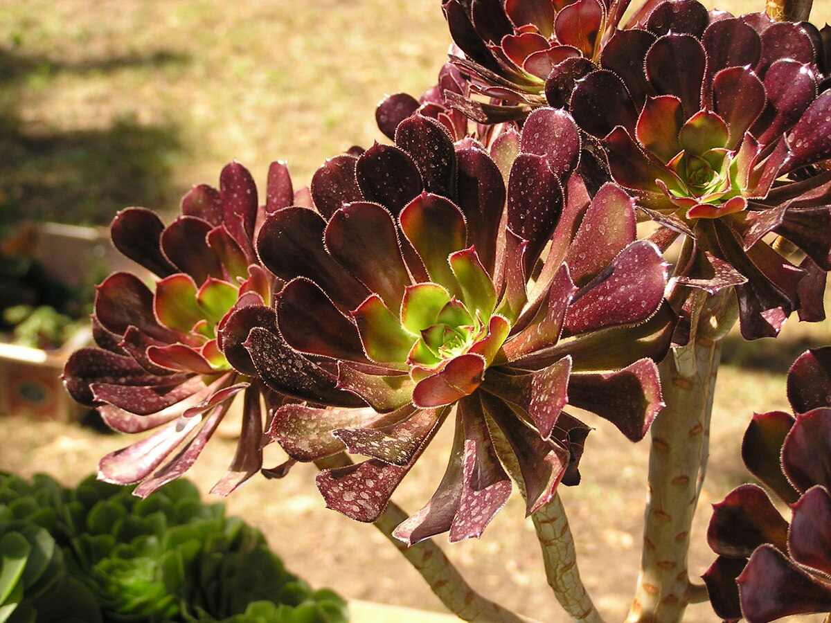 Фото взято с сайта: https://upload.wikimedia.org/wikipedia/commons/0/01/Aeonium_arboreum_on_flowers_exibition.jpg