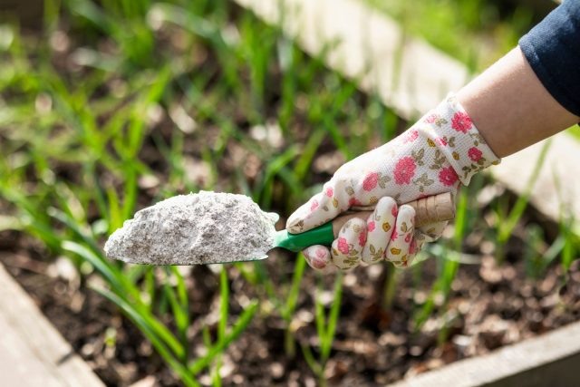 9 народных советов, которые убивают растения быстрее, чем вредители