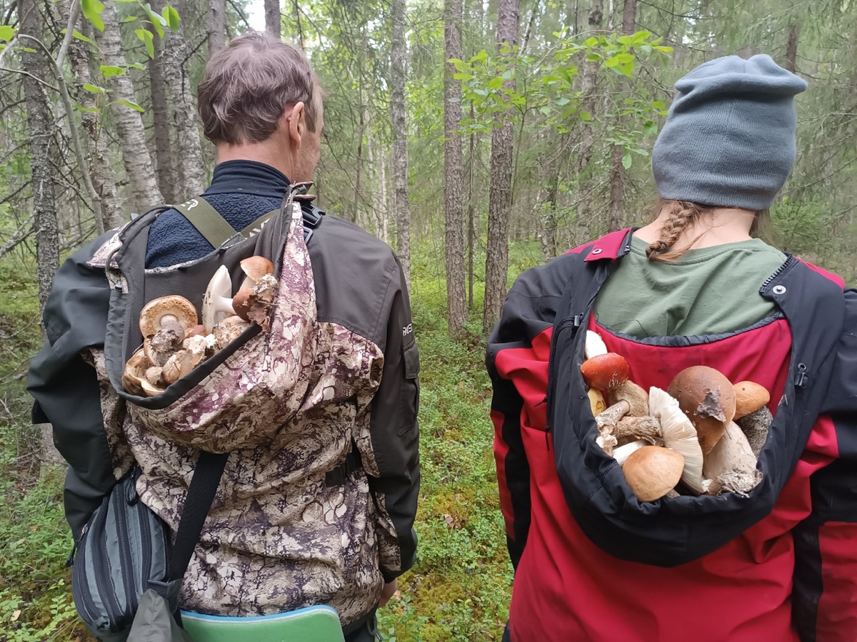 Помните, что не нужно собирать больше грибов, чем вы можете съесть!