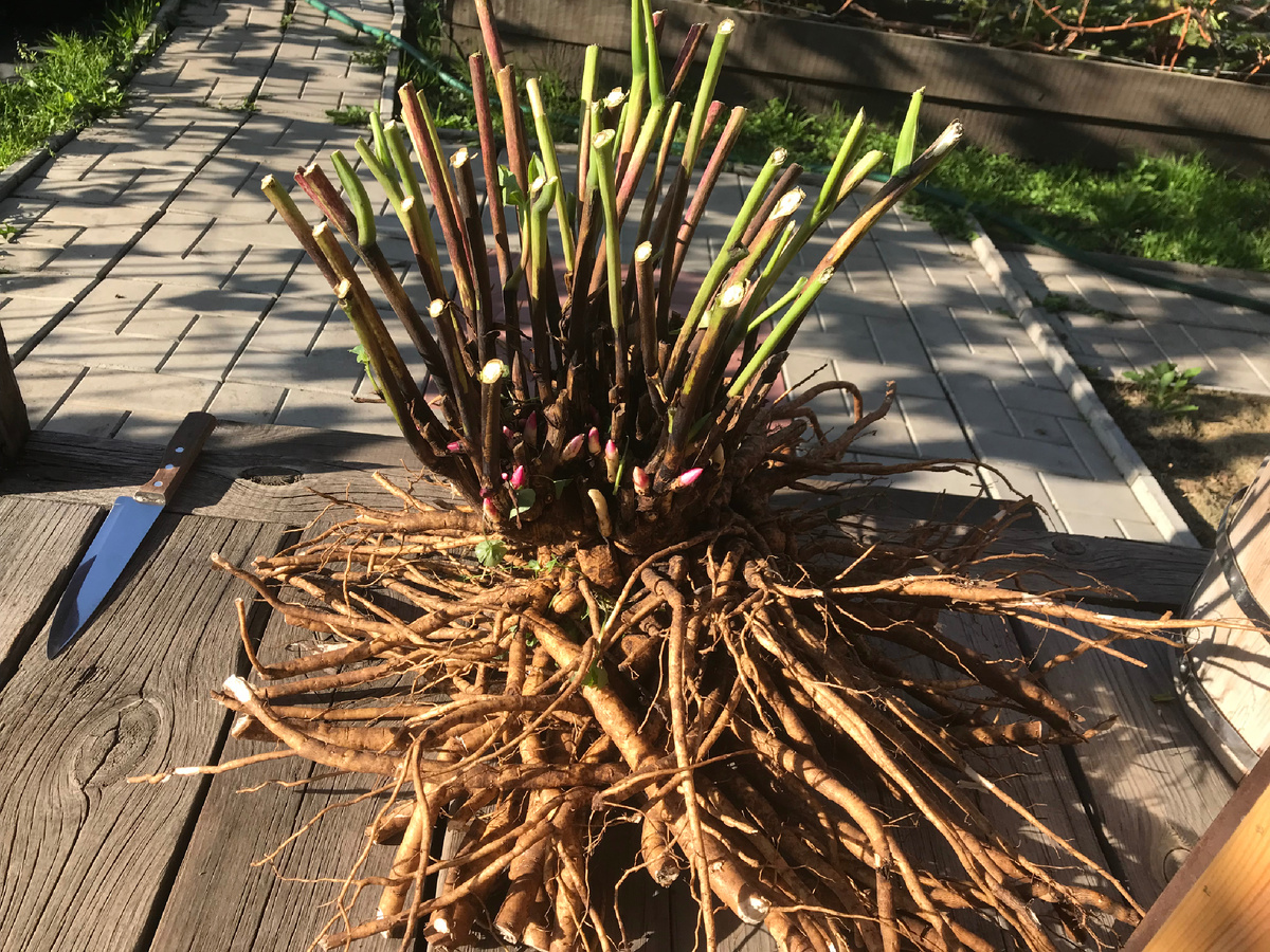 Куст ито-пиона Bartzella перед делением.  