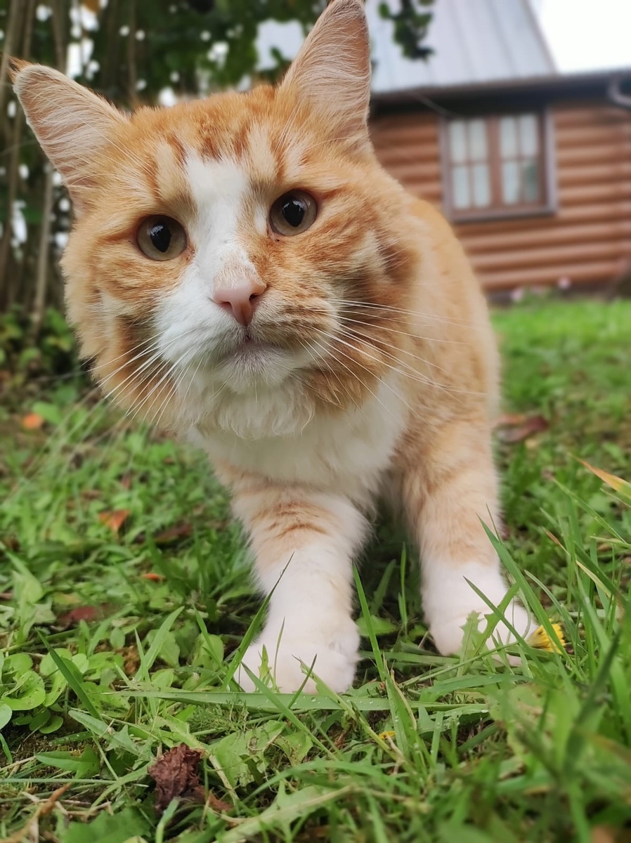 Вот такой кисун, с надеждой заглядывал каждому в глаза