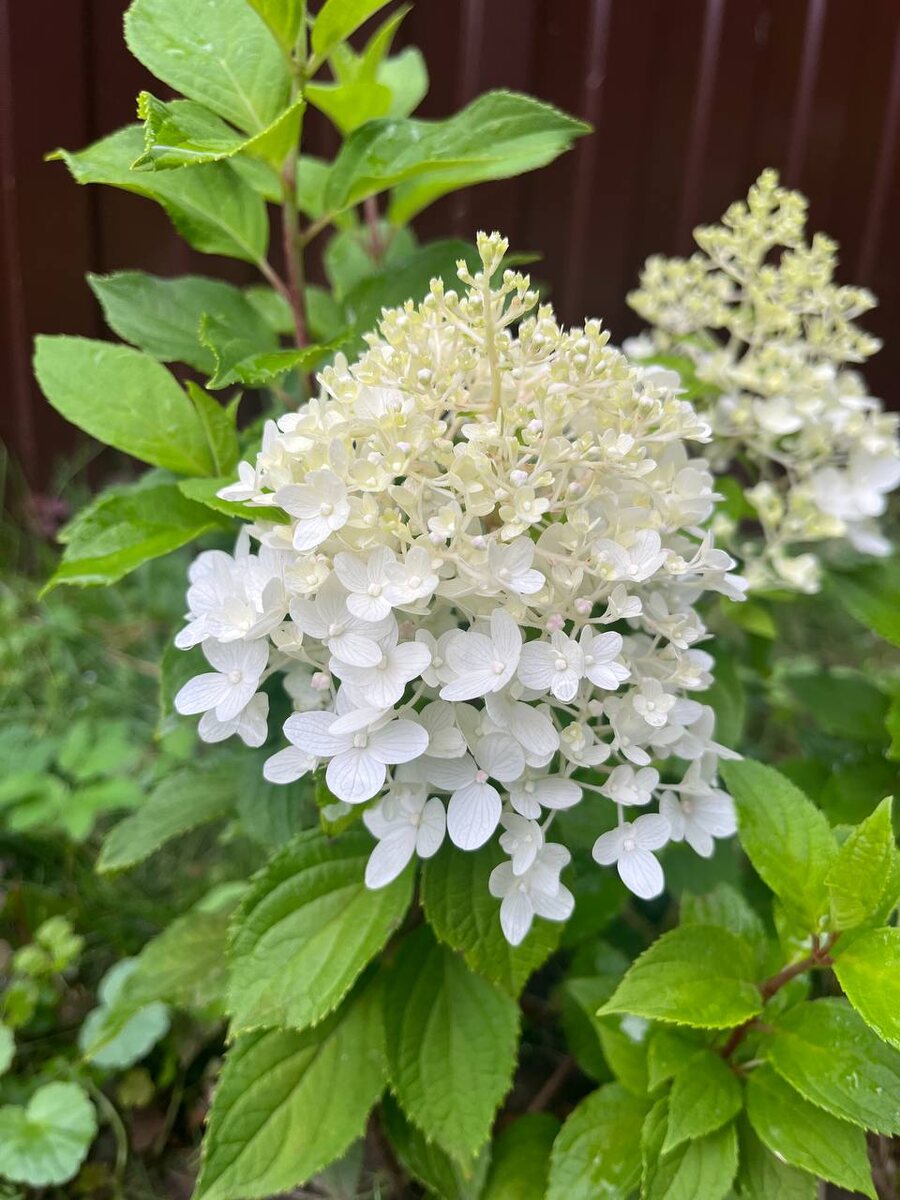 Sugar Rush 5 августа. Начинает распускаться первая метелочка.