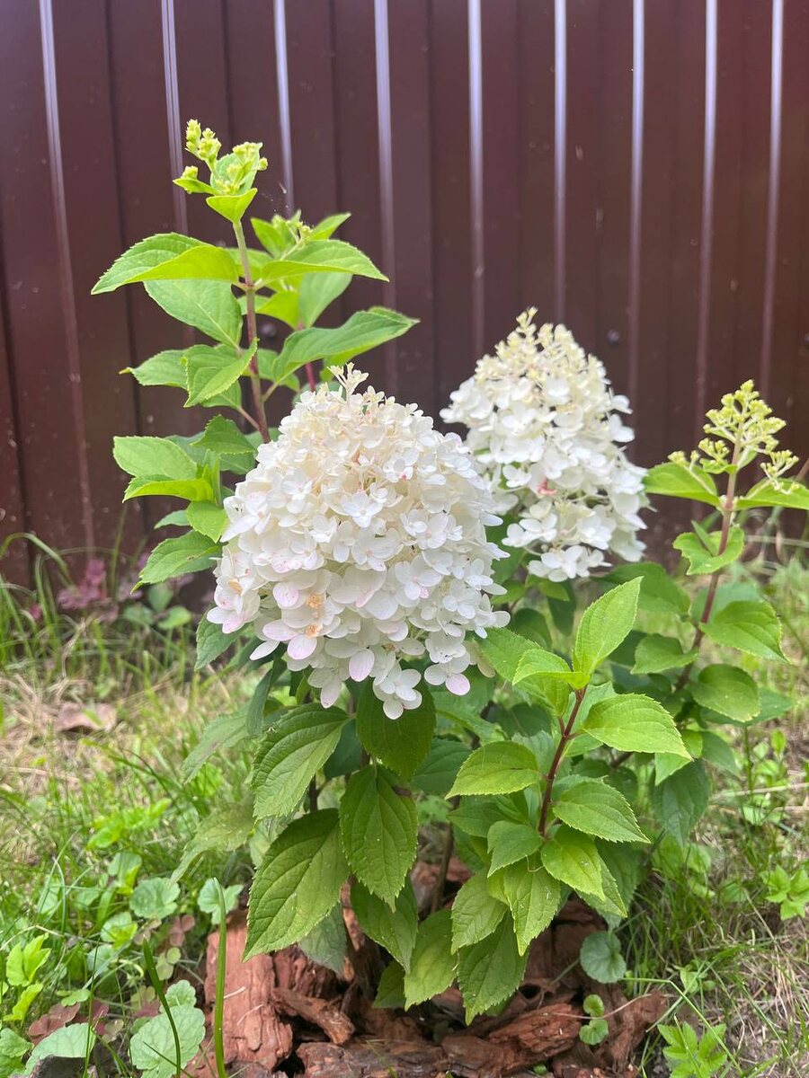 Метелочки Sugar Rush очень набитые, плотные - так и хочется пощупать :)