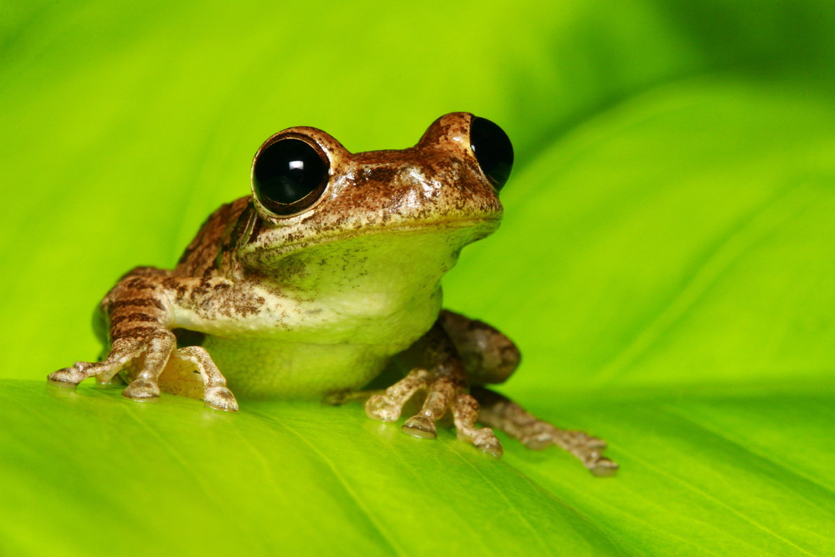 https://today.uconn.edu/wp-content/uploads/2017/07/GettyImages-146798910-CubanTreeFrog.jpg