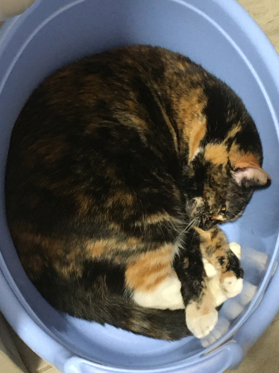 Вася в тазике. Фото автора