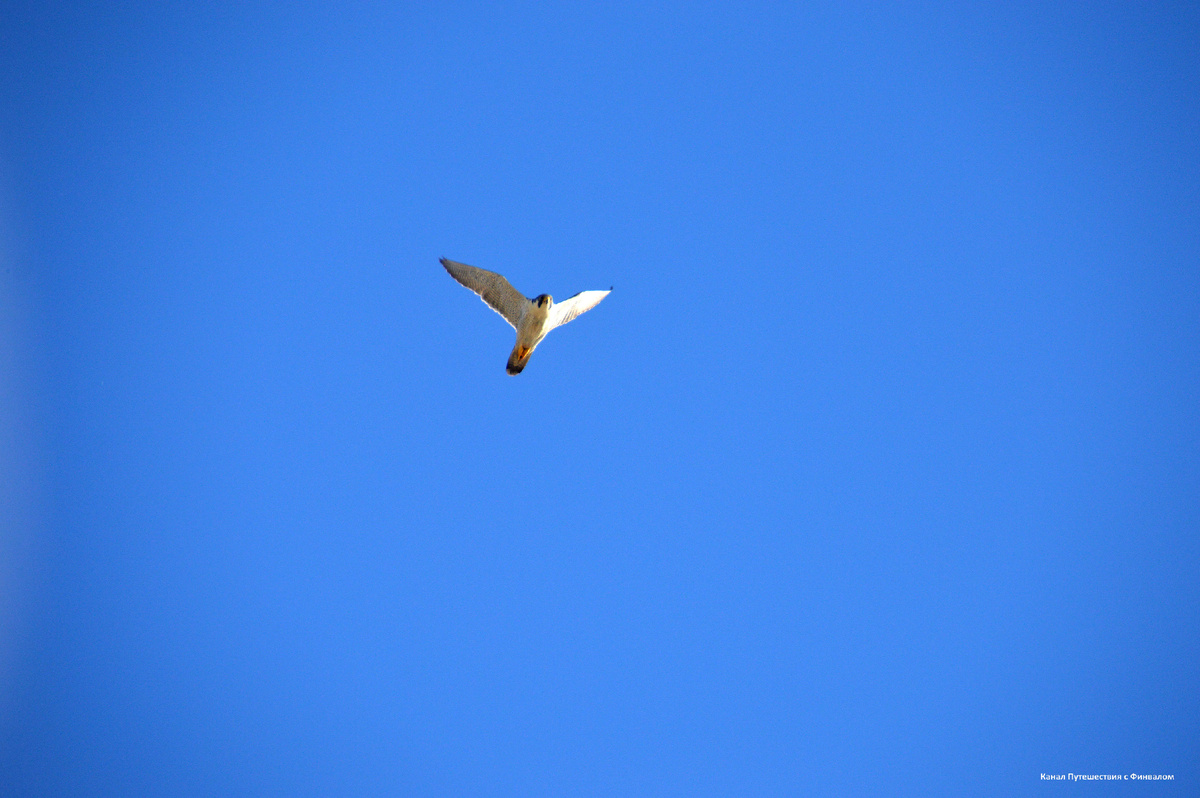 Сапсан летит высоко, видит далеко. Следит за нами!
