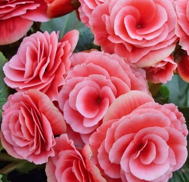 Бегония Элатиор Бориас