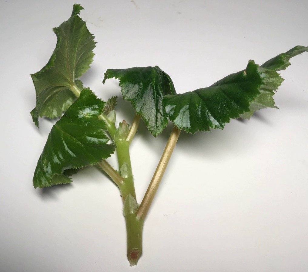 черенок бегонии