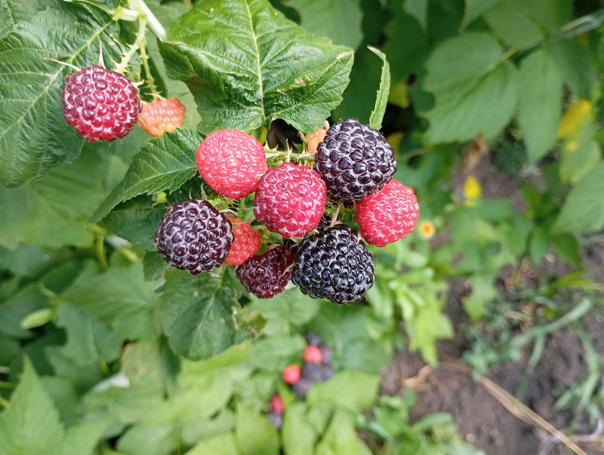 Малина фото автора.