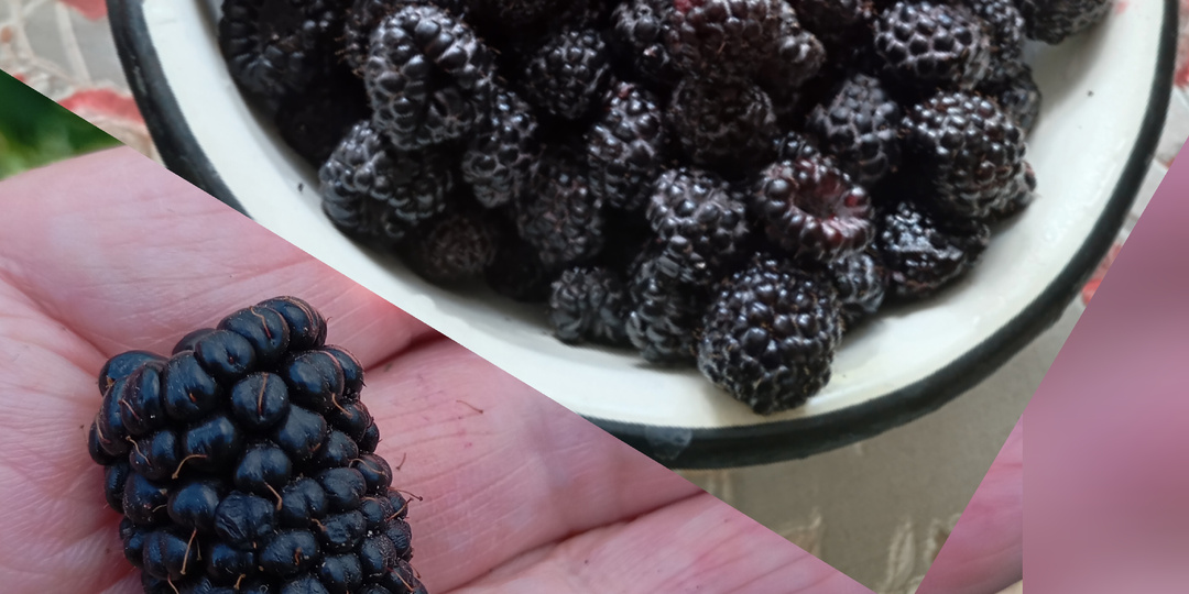 Мой опыт выращивания ежевики и малины черноплодной на Урале.