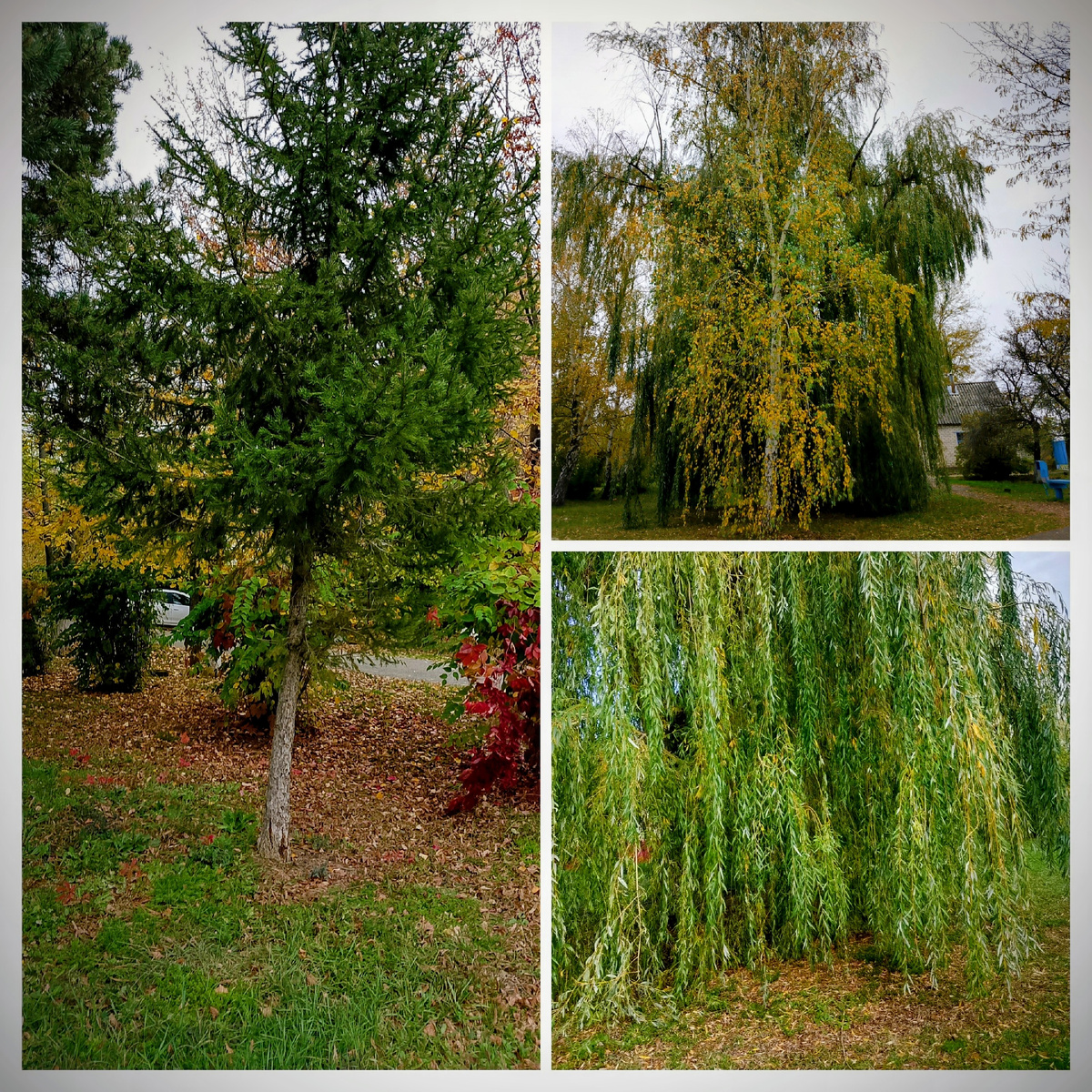 Золотая осень) Фото автора 