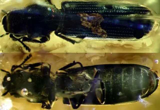   Фото: сайт БФУ имени Канта