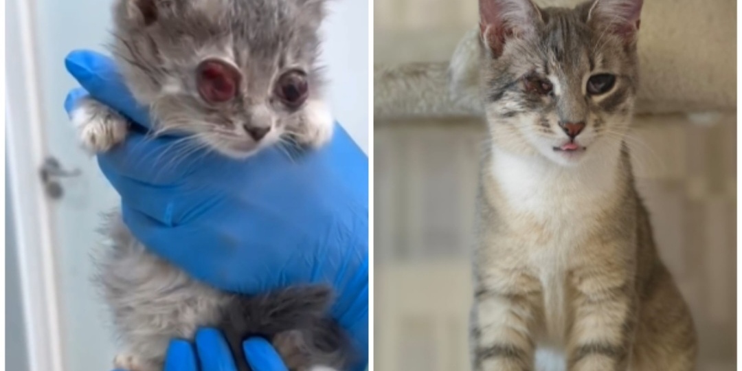 Тася. Слепая кошечка живет совсем одна в полной темноте