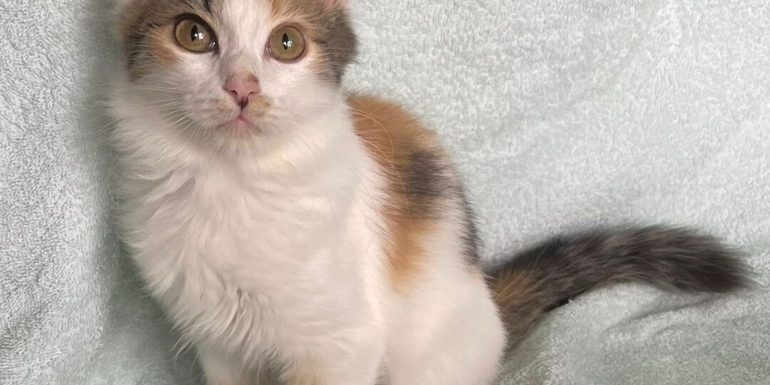 Сестренка уехала, а Айва осталась одна. Срочный поиск дома для малышки!