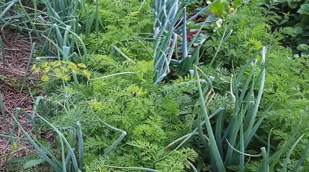 Морковь отлично чувствует себя вместе с луком. 