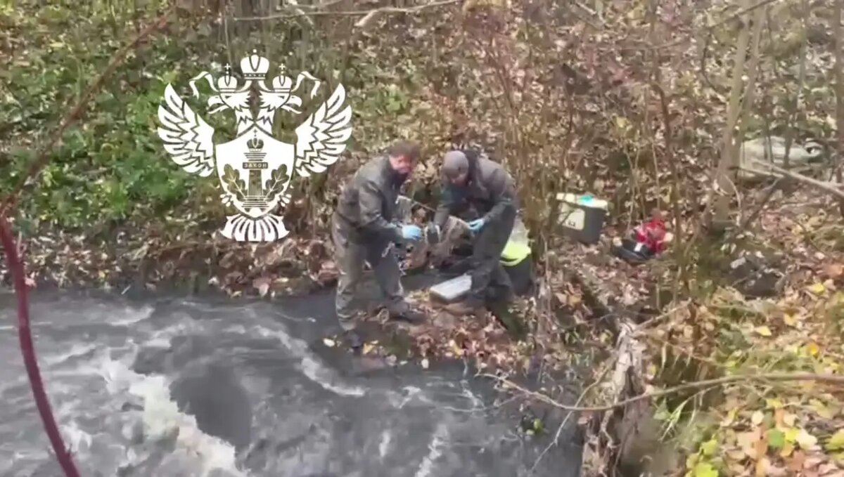    Фото: скриншот из видео пресс-службы Росприроднадзора по СЗФО.