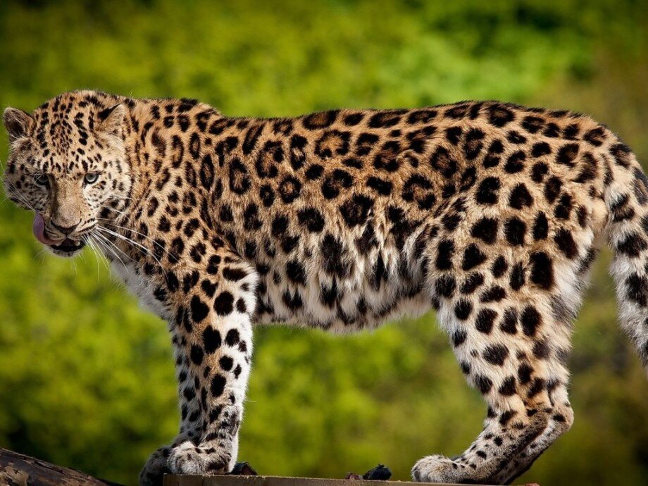 Фотография из интернета