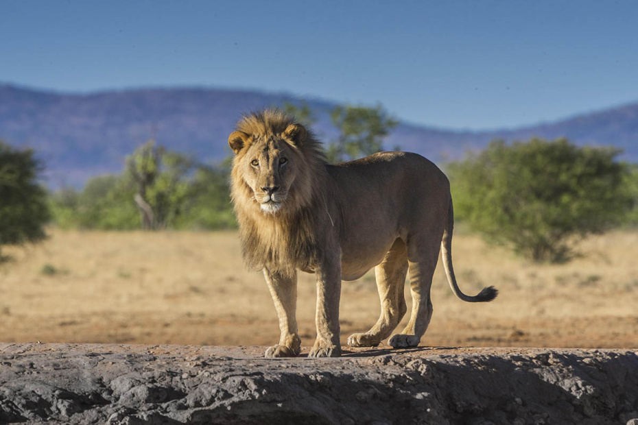    Matthias Graben/imagebroker/Global Look Press