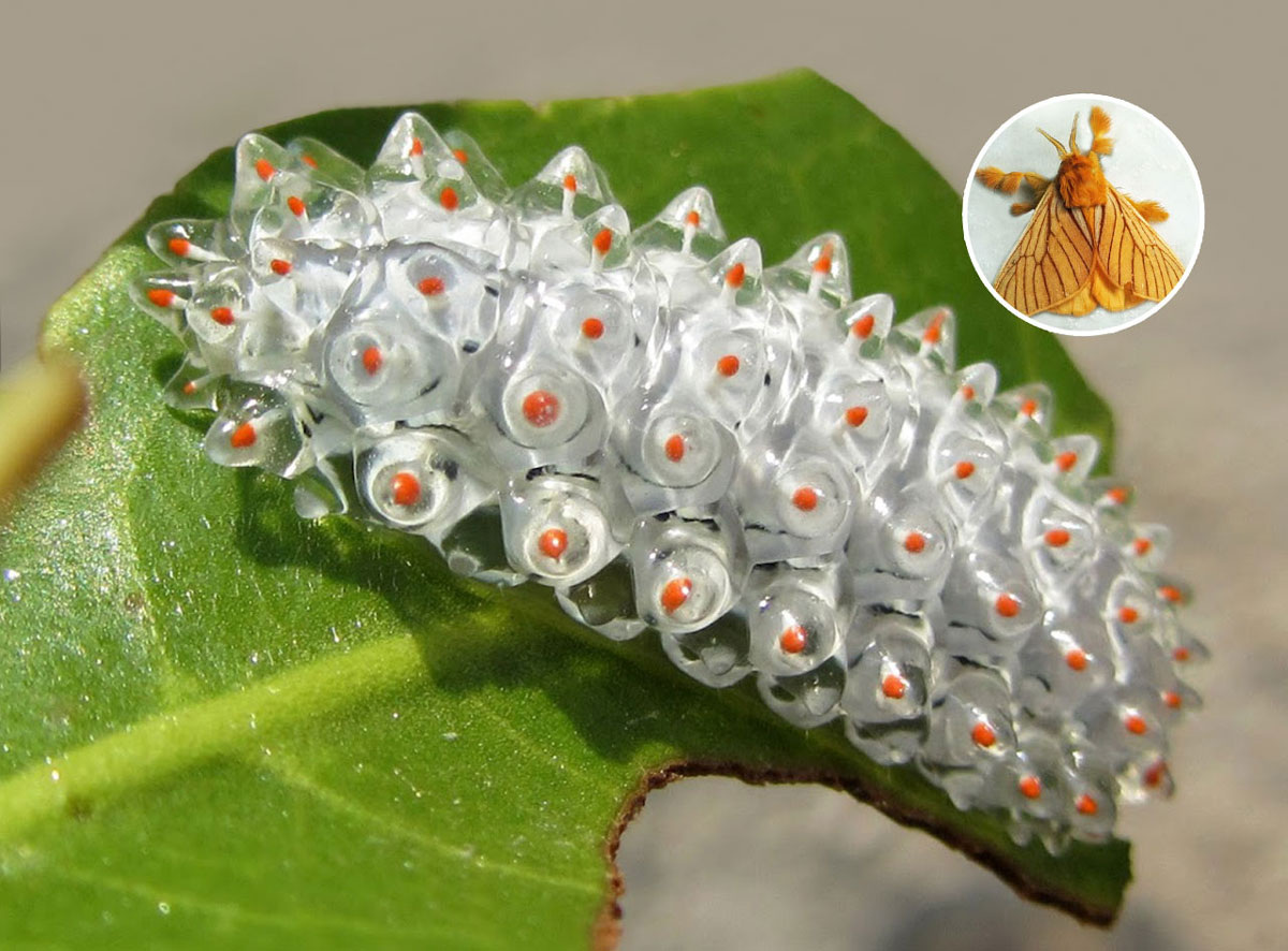 Gerardo Aizpuru / Project Noah