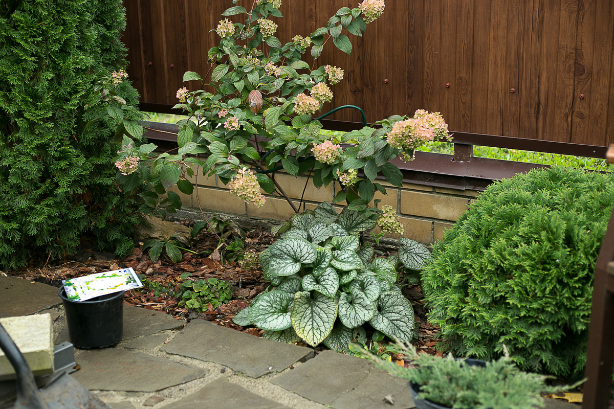 Автор фото Елена Якимова / Greenfingers