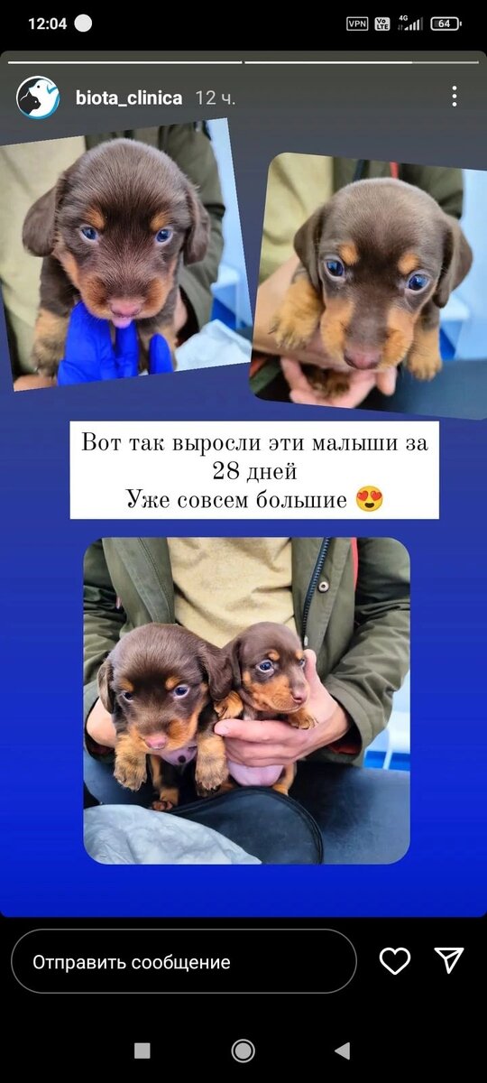 Тут видно уже что шерсть у него будет длинной) 