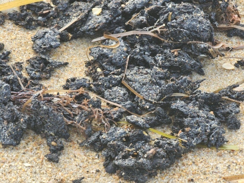    Анапу вновь ожидает мазутный удар