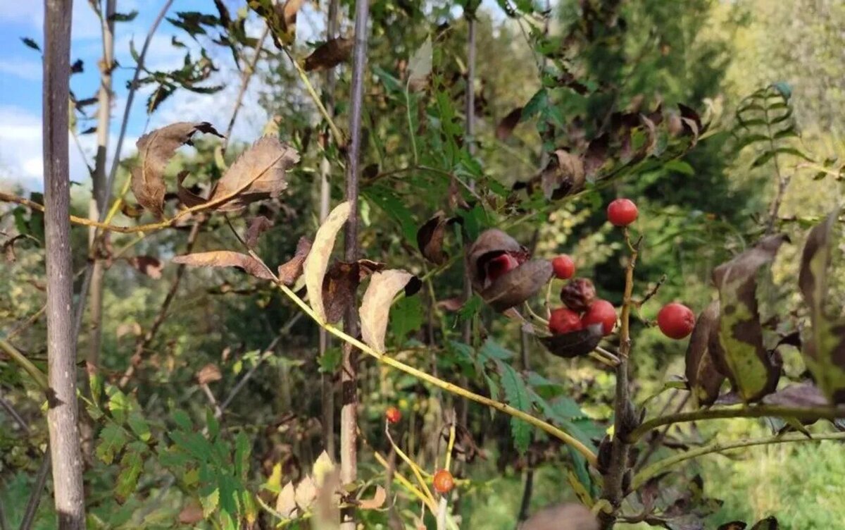    Погода в Ижевске на день: 25 октября ждем до +7°С