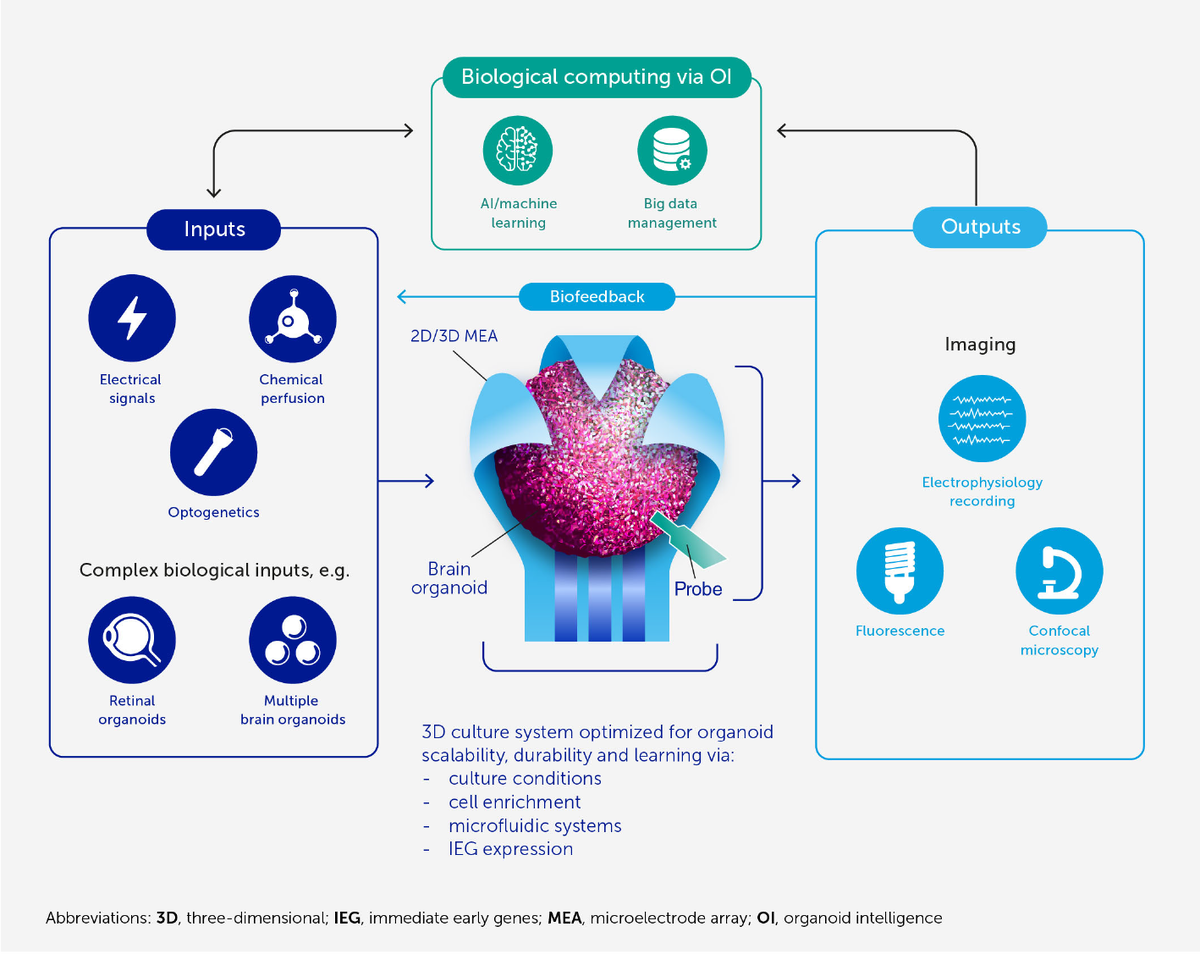 Схема реализации органоидного интеллекта (OI)