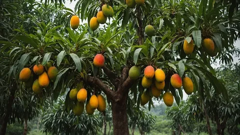 Манго индийский