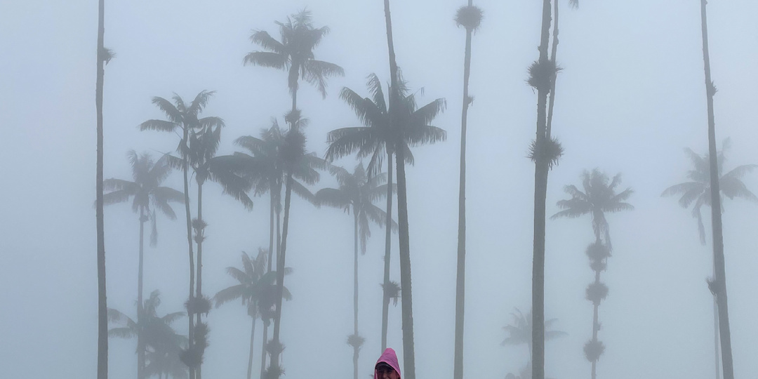 Самые высокие пальмы мира - побывали в этом знаковом месте Колумбии