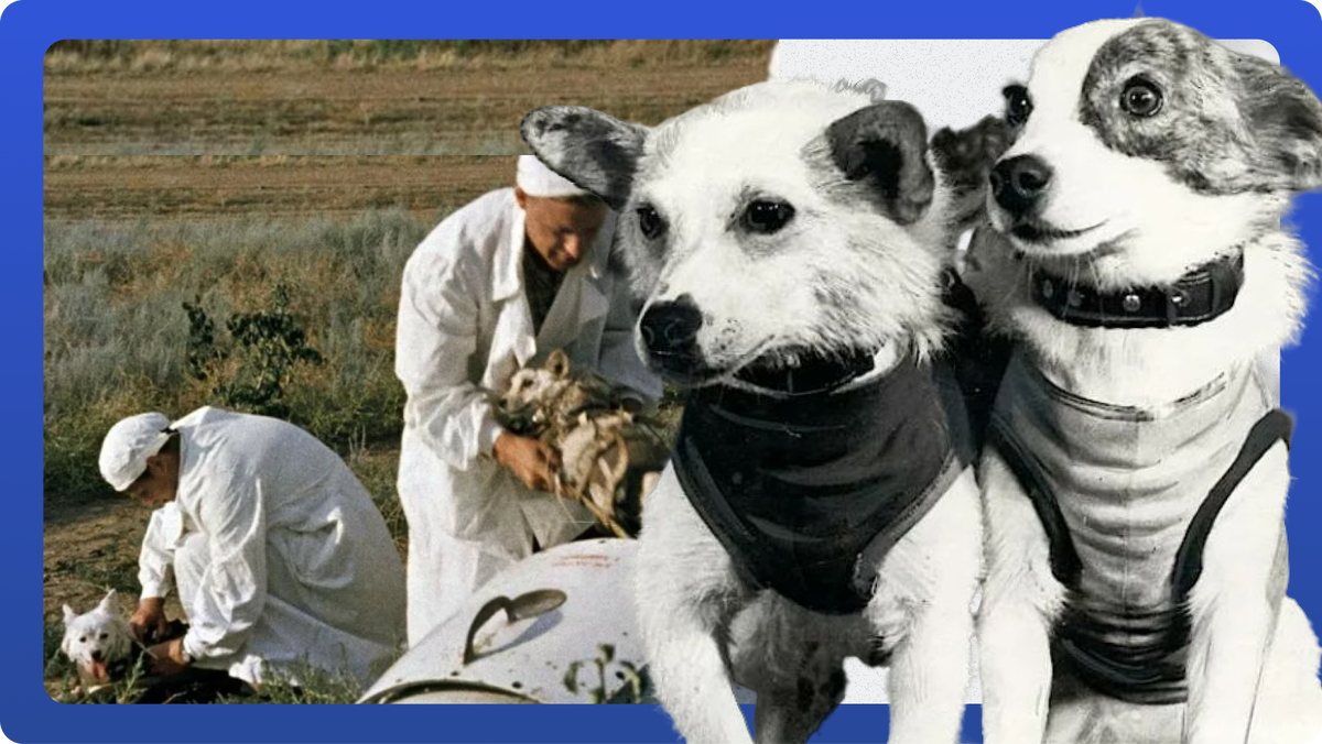 Фото для коллажа взяты из открытого источника Яндекс 