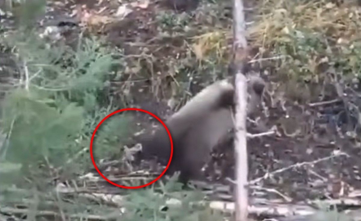    Медведица в капкане. Скриншот видео со страницы Артура ПарфенчиковаВК