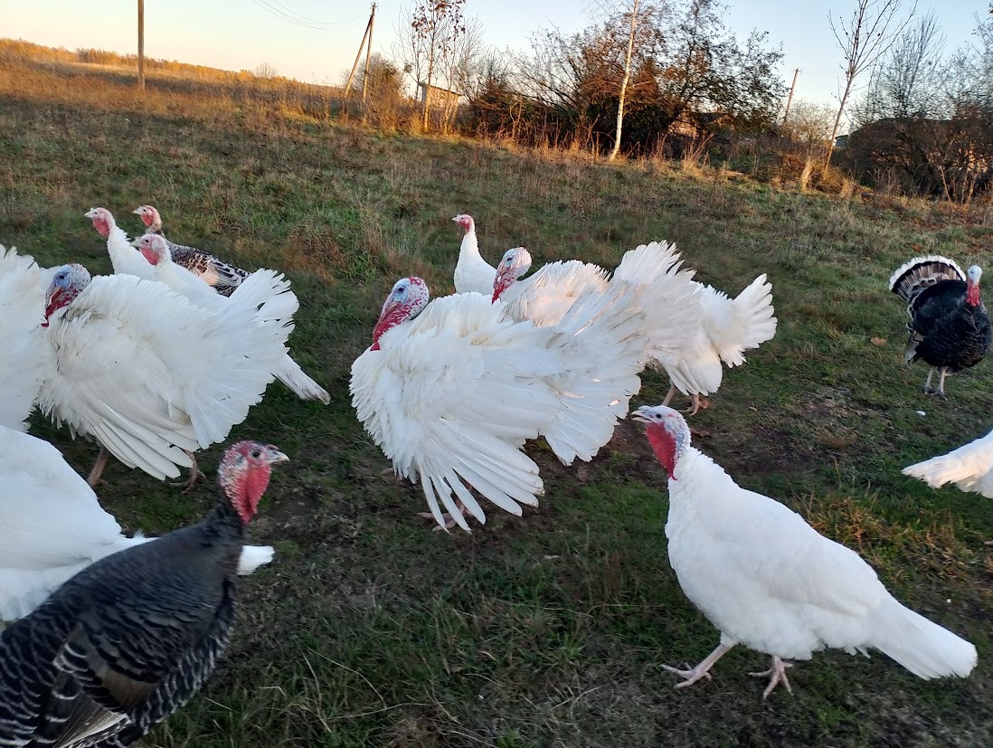 Такие разные, но все одинаковые. С гастрономической точки зрения
