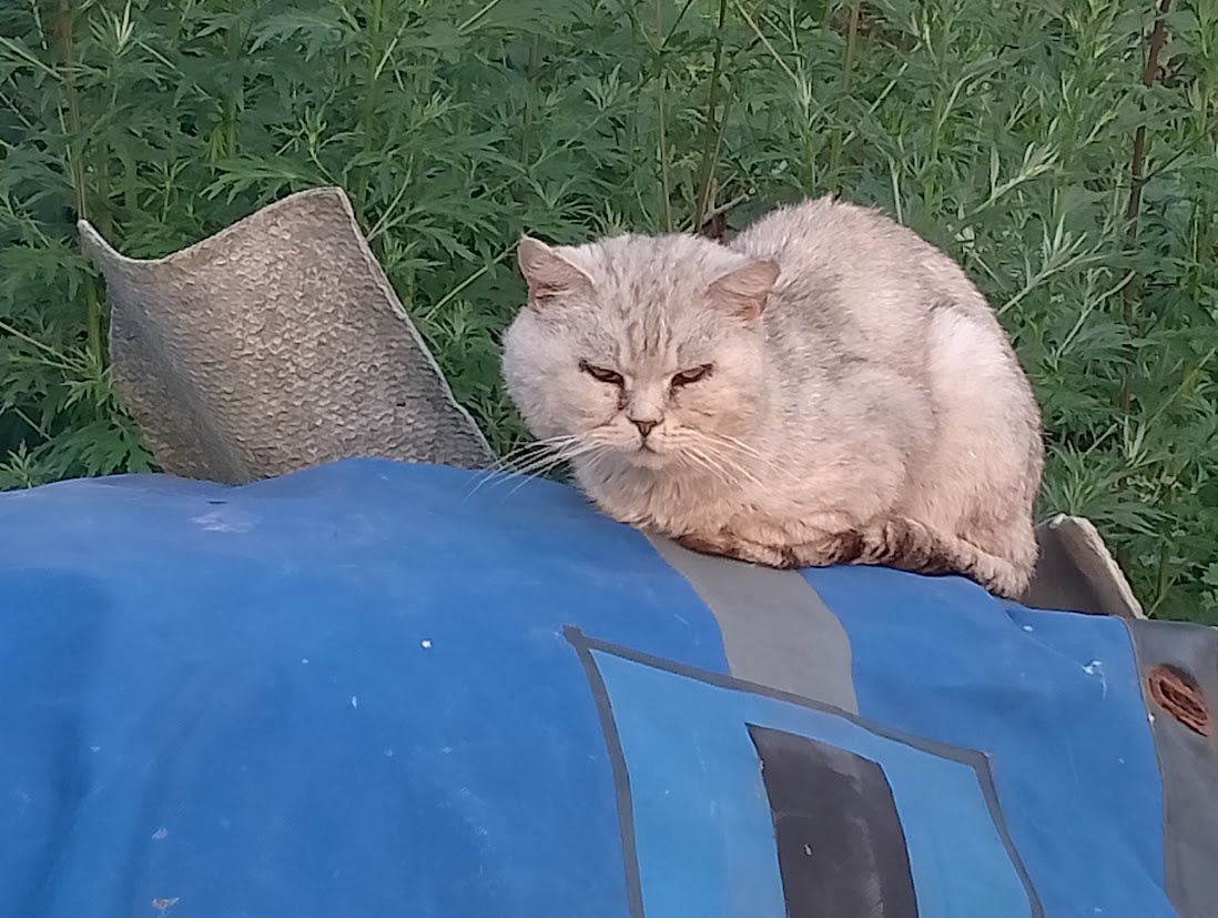 Одинокий, независимый, ходящий сам по себе. И потому эффективный.