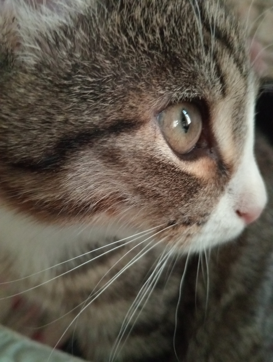 Грустный мой Неваська 