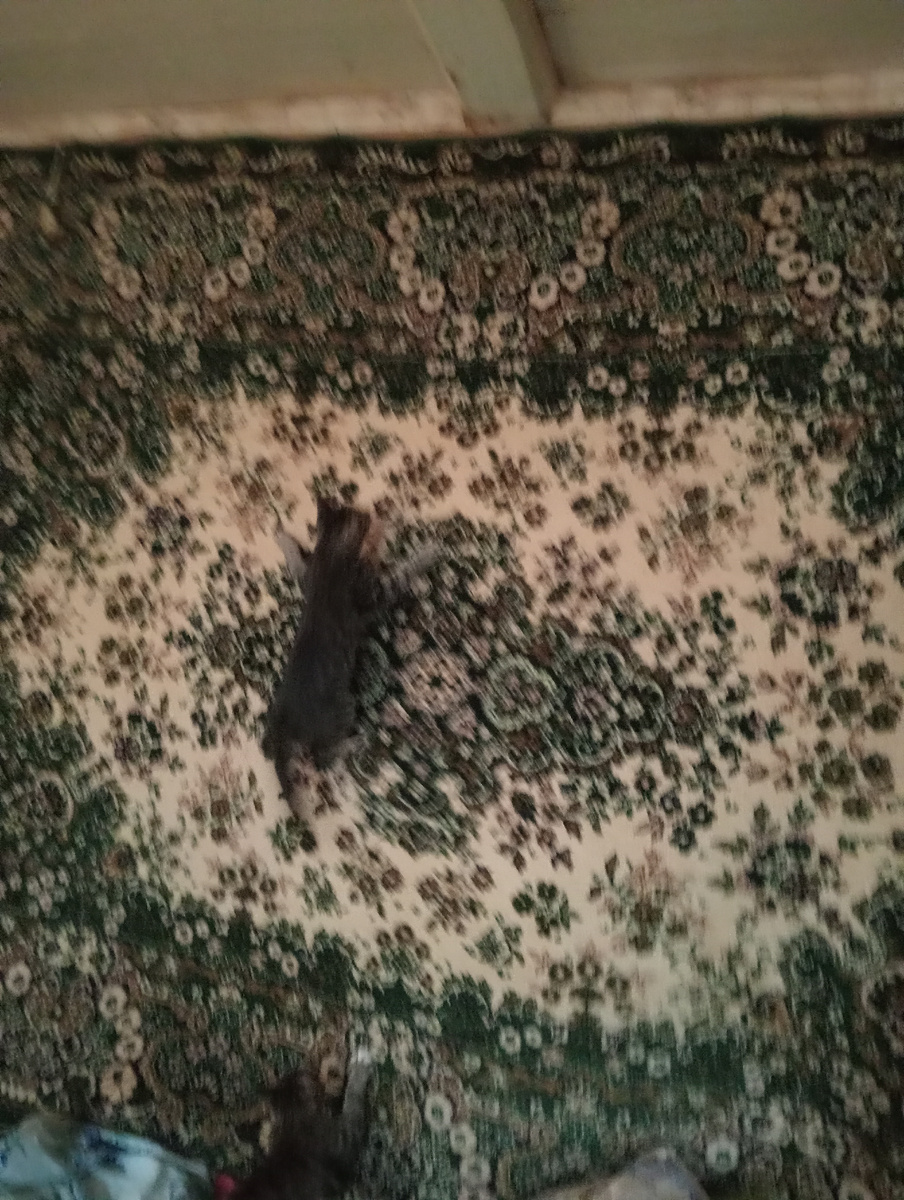 Один на ковре висит, остальные знаете где? За ковром!😃