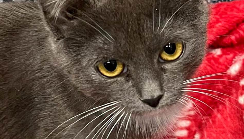 Маленькую Джерри бросили на даче