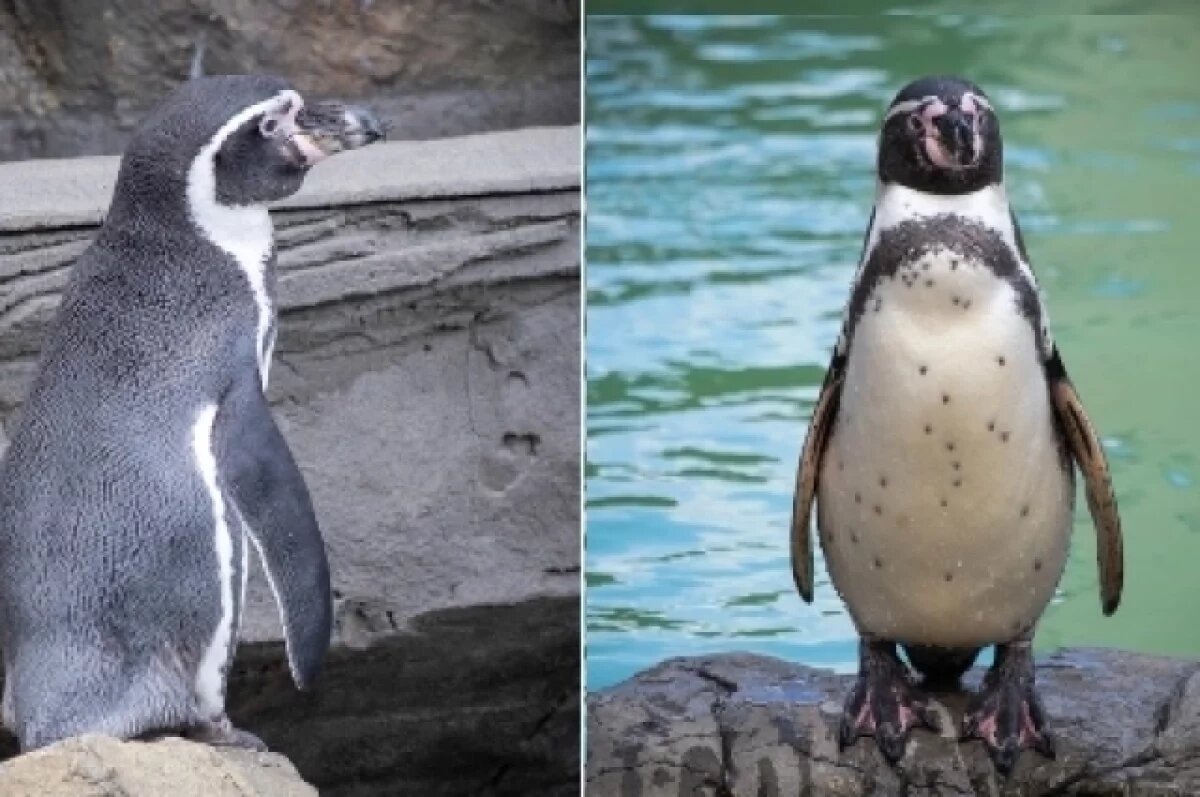    Зоопарк Новосибирска порадует выходными с животными и катанием на лошадях