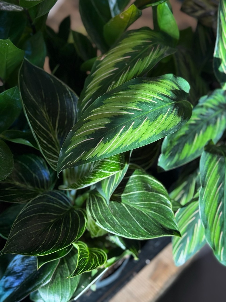 Листайте, чтобы увидеть больше калатей👉